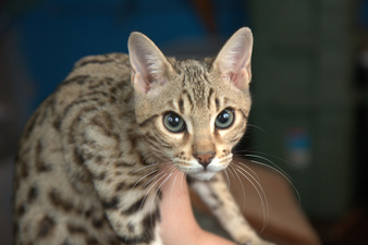 Marmaduke 